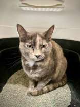 adoptable Cat in Oskaloosa, IA named Philly