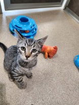 adoptable Cat in Oskaloosa, IA named Pine Cone