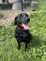 adoptable Dog in Oskaloosa, IA named Marlin