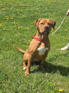 adoptable Dog in  named Reagan