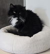 adoptable Cat in , IA named Calpurnia
