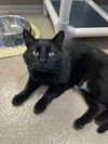 adoptable Cat in , IA named Claus