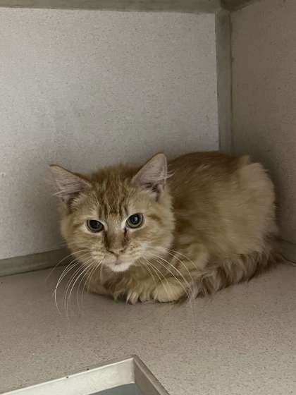 picture of the cat needing adoption