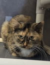 adoptable Cat in , IA named Pheebe