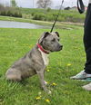 adoptable Dog in  named Stella