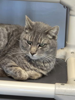 picture of the cat needing adoption