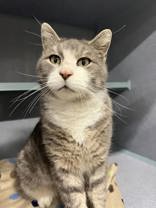 picture of the cat needing adoption