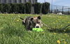 adoptable Dog in  named Nado