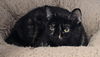 adoptable Cat in , IA named Leela