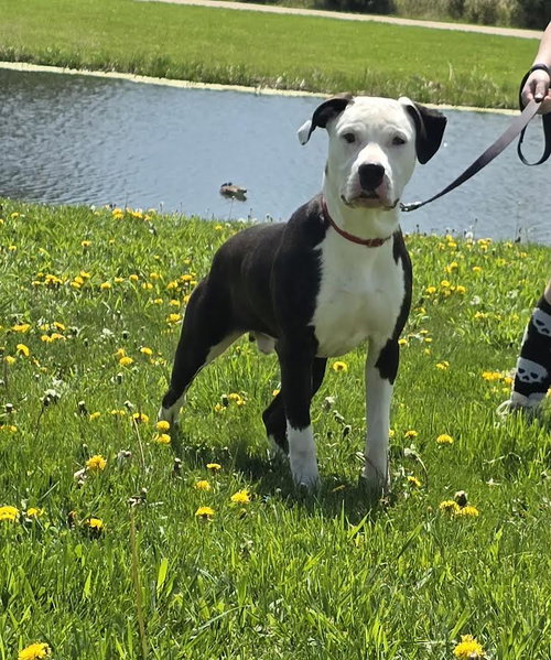 picture of the dog needing adoption