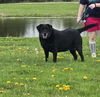 adoptable Dog in  named Daisy