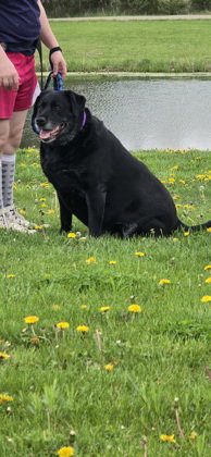 Daisy