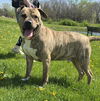 adoptable Dog in  named Elio