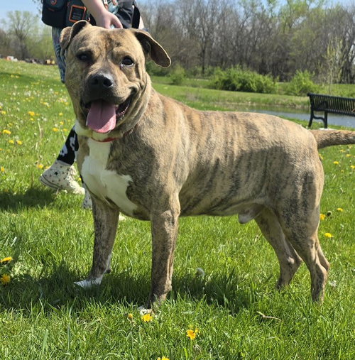 picture of the dog needing adoption