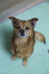 adoptable Dog in  named Patty