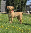 adoptable Dog in  named Ginger