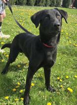 KEVIN - Labrador Retriever available for adoption
