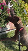 Emerson - Photo 2