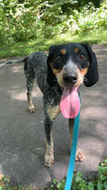 picture of the dog needing adoption