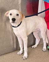 Otis Image