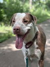 Taz - Photo 1