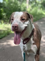 picture of the dog needing adoption