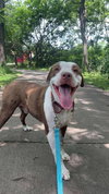 Taz - Photo 2