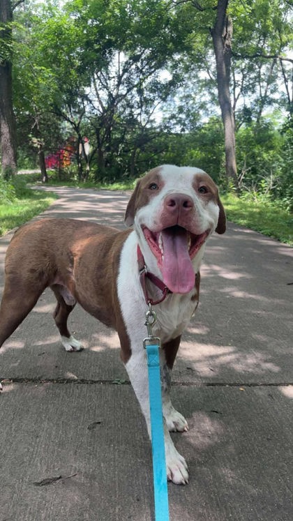TAZ - Pit Bull Terrier available for adoption