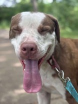 Taz
