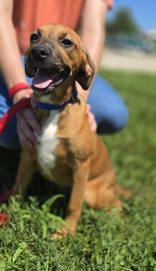 picture of the dog needing adoption