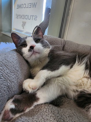 picture of the cat needing adoption