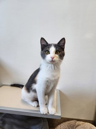 picture of the cat needing adoption