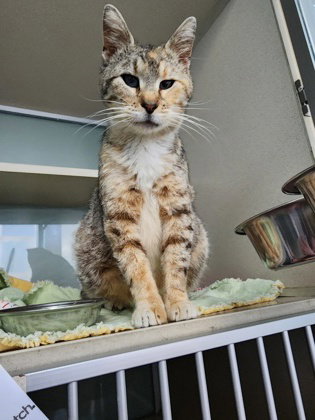 MISS CLAIRE - Torbie available for adoption