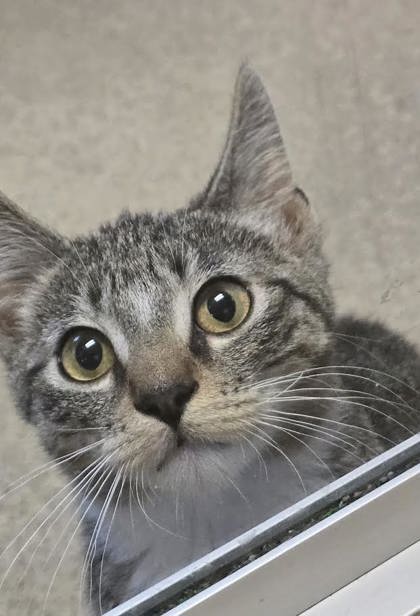 picture of the cat needing adoption