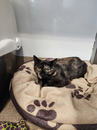 ORORO - Tortoiseshell available for adoption