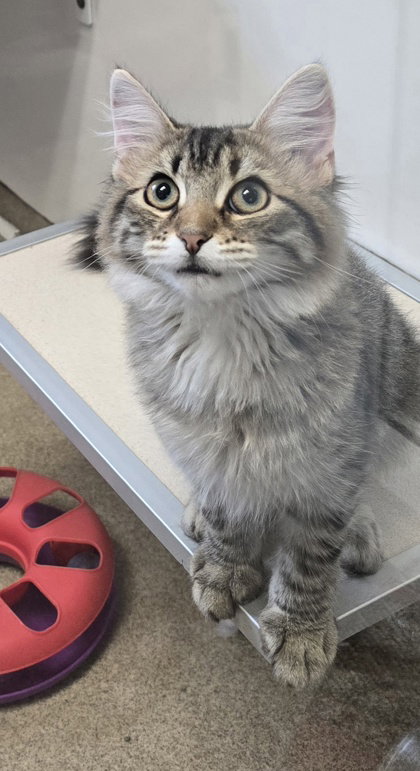 picture of the cat needing adoption