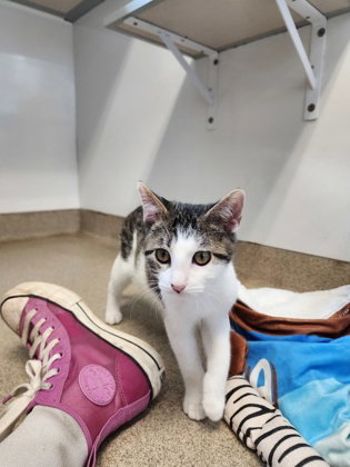 picture of the cat needing adoption
