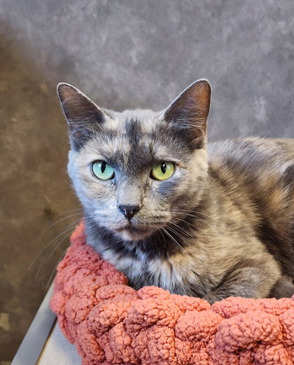 Raven, an adoptable Domestic Short Hair in Oskaloosa, IA