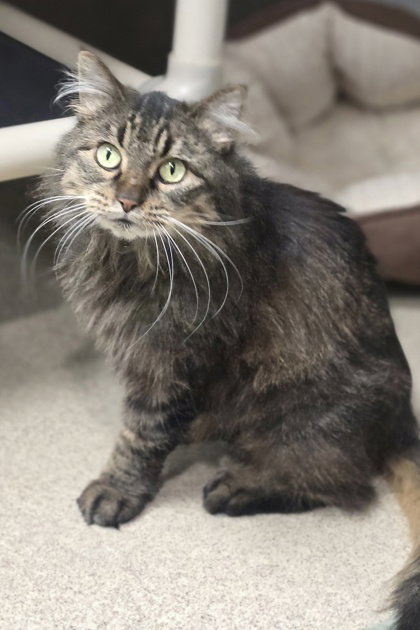 picture of the cat needing adoption
