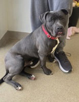 picture of the dog needing adoption