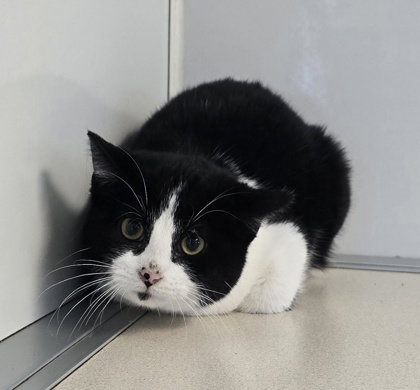 picture of the cat needing adoption