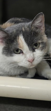 Nova