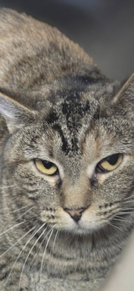 Priss