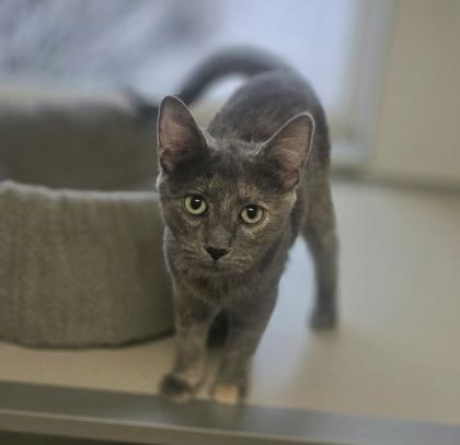 picture of the cat needing adoption