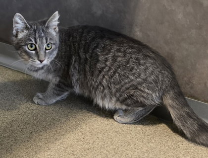 picture of the cat needing adoption
