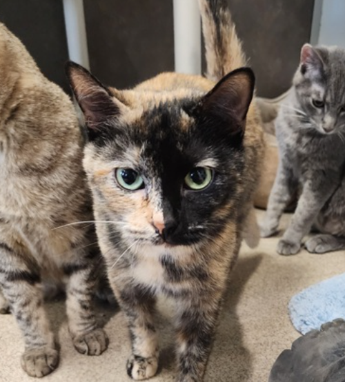 Sissy, an adoptable Domestic Short Hair in Oskaloosa, IA