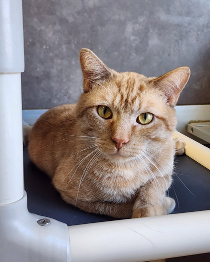 Peabody, an adoptable Domestic Short Hair in Oskaloosa, IA
