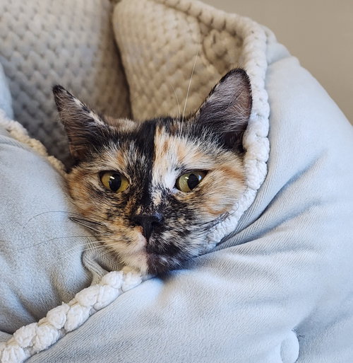 Darla, an adoptable Domestic Short Hair in Oskaloosa, IA