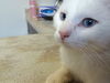 Elvis