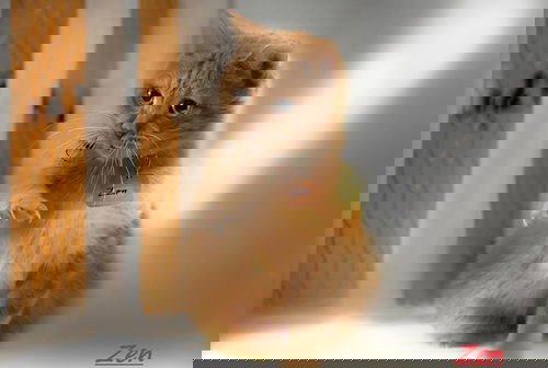 Zen